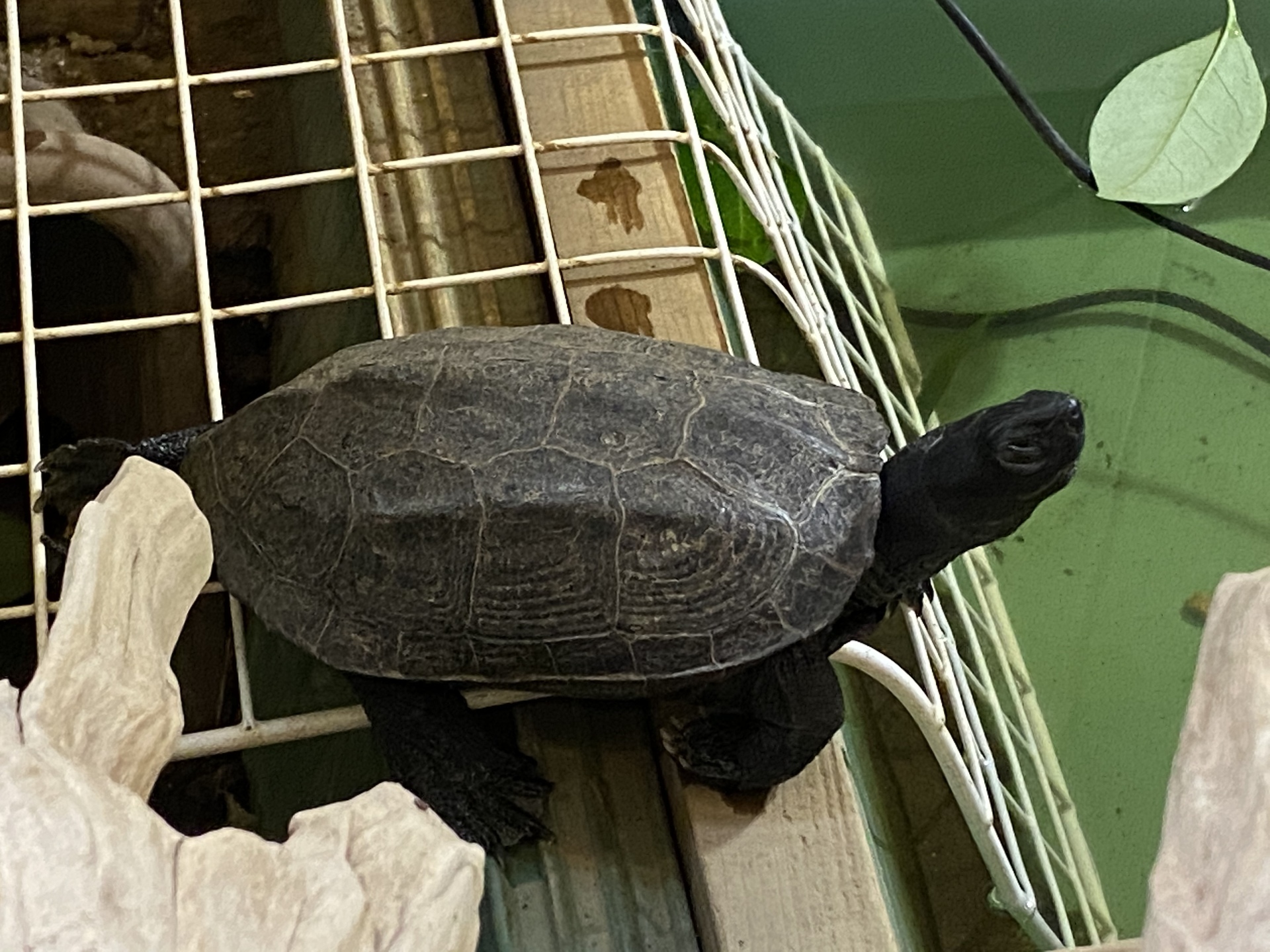 イベント 動物園など リクガメパラダイス 略 カメパラ