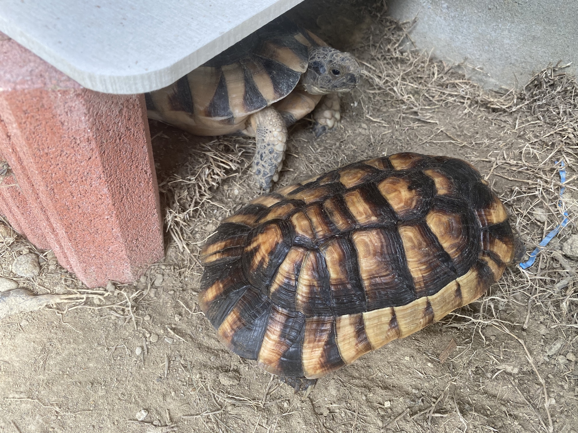 マルギ お迎え リクガメパラダイス 略 カメパラ