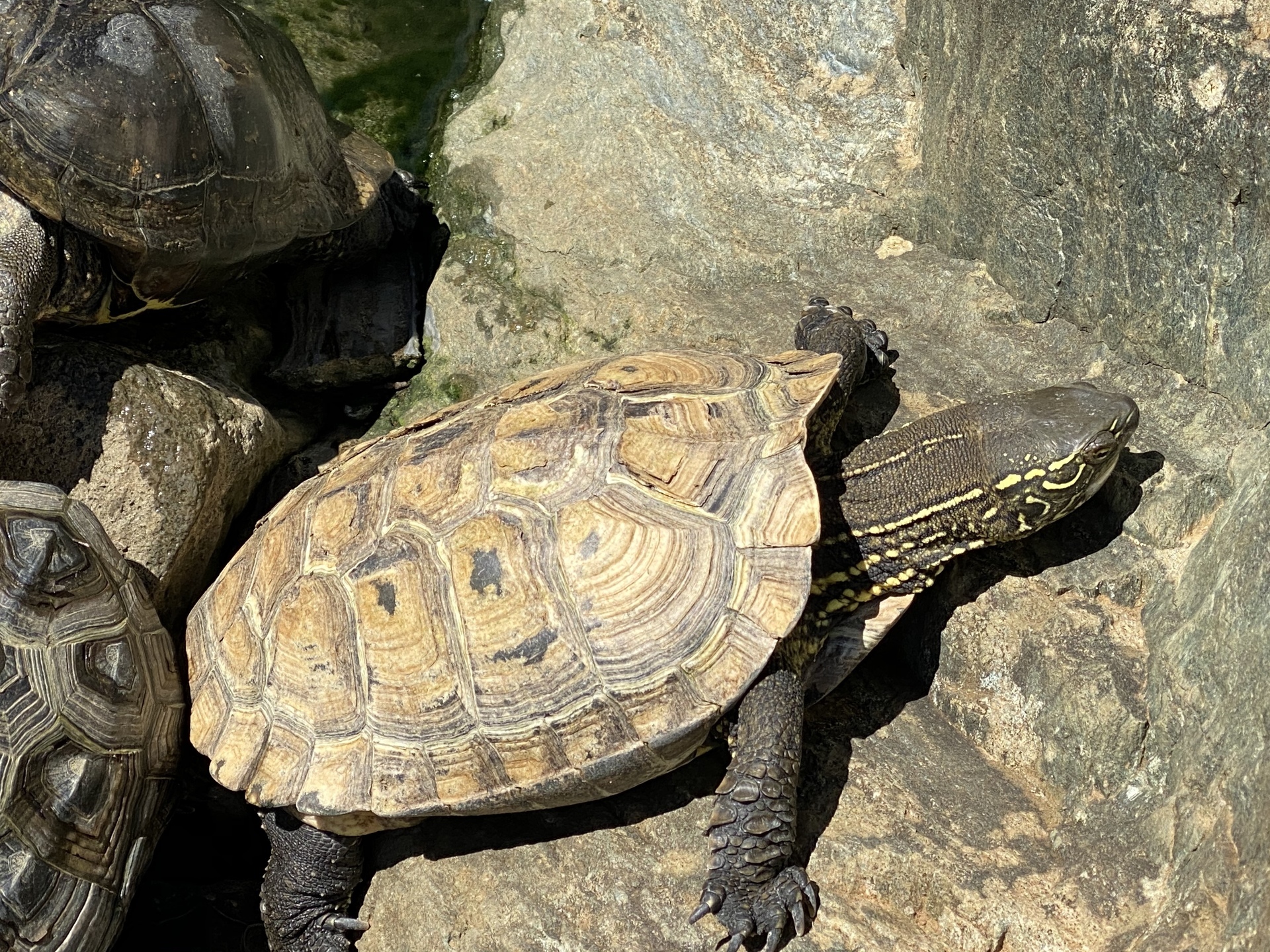 年izooにてno 1 リクガメパラダイス 略 カメパラ