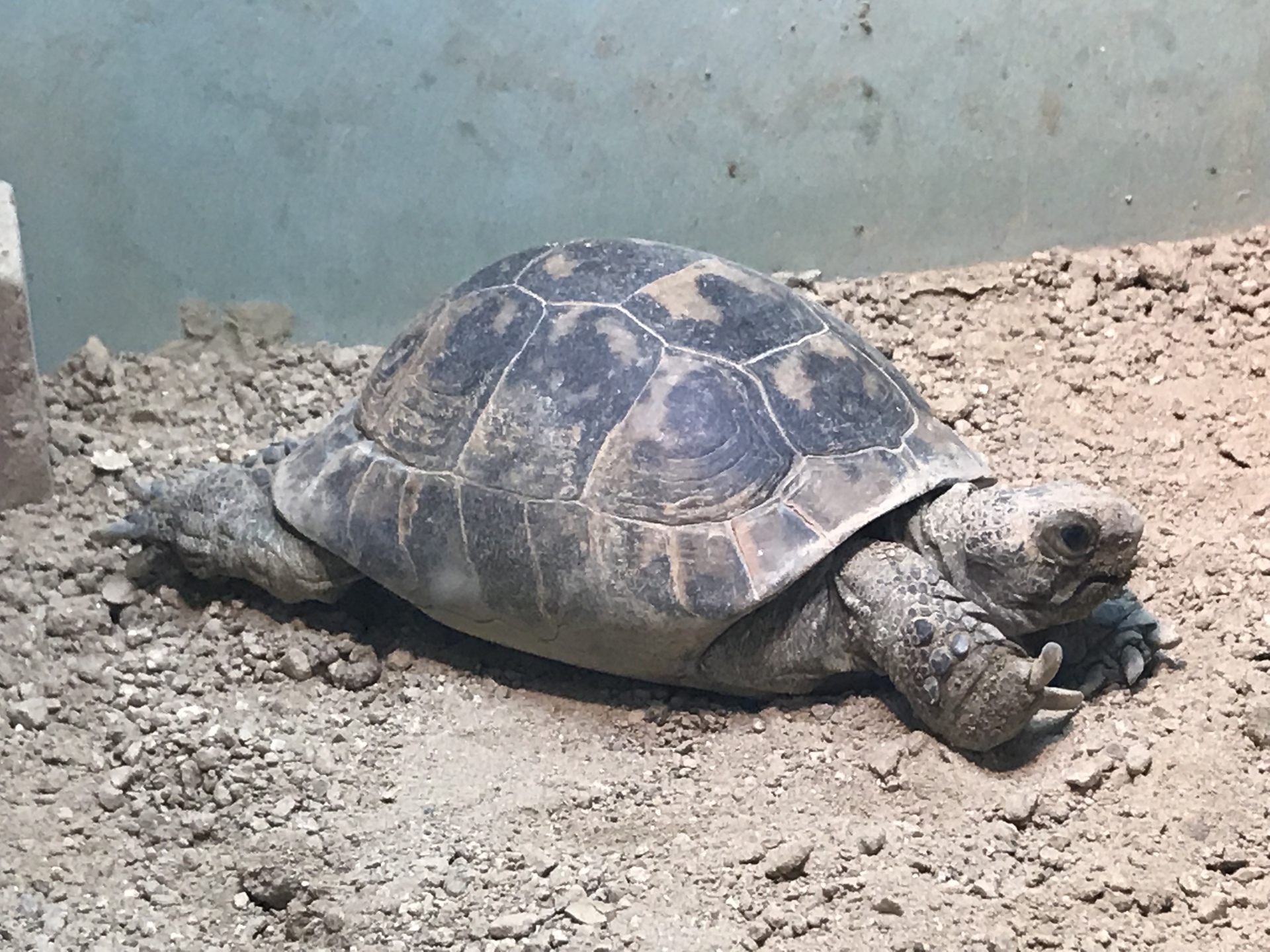 東山動植物園part 3 リクガメとその他の爬虫類 リクガメパラダイス 略 カメパラ