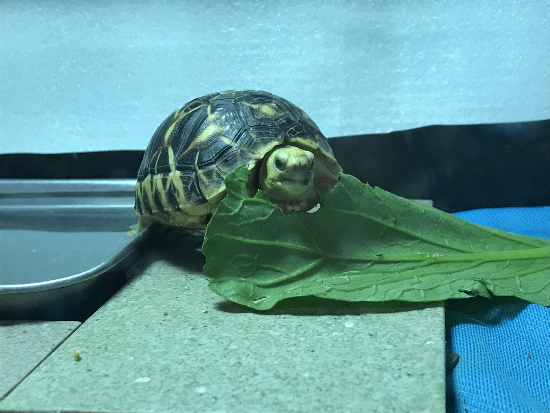 ビルホシ シェルターのカーテンと保温変更 リクガメパラダイス 略 カメパラ