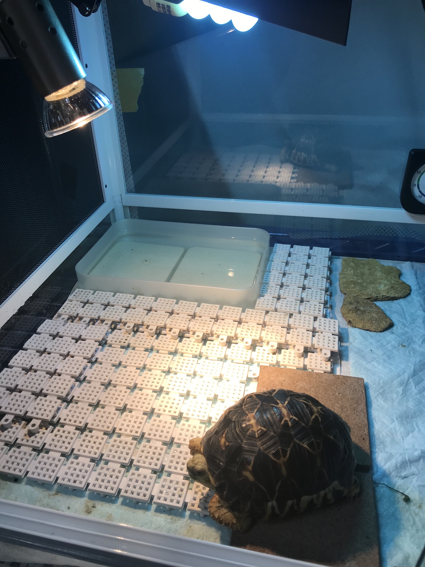 マイクロサン カミハタ 10個セット