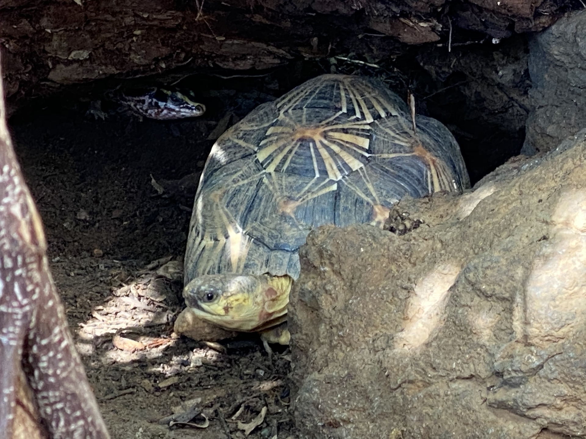 年izooにてno 1 リクガメパラダイス 略 カメパラ