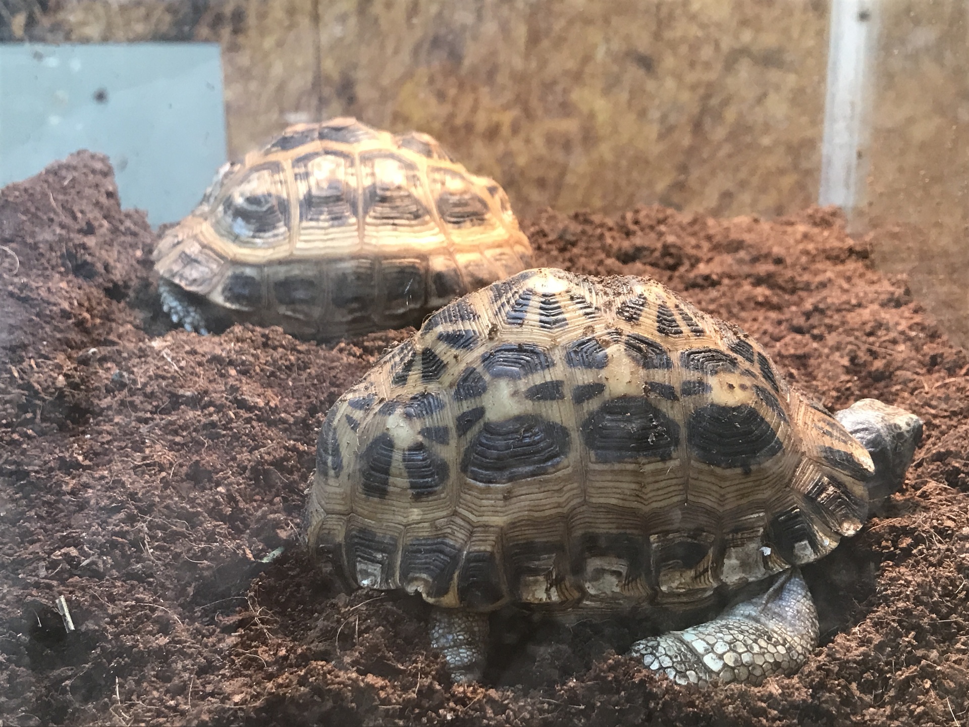 横浜めぐり 野毛山動物園 リクガメパラダイス 略 カメパラ