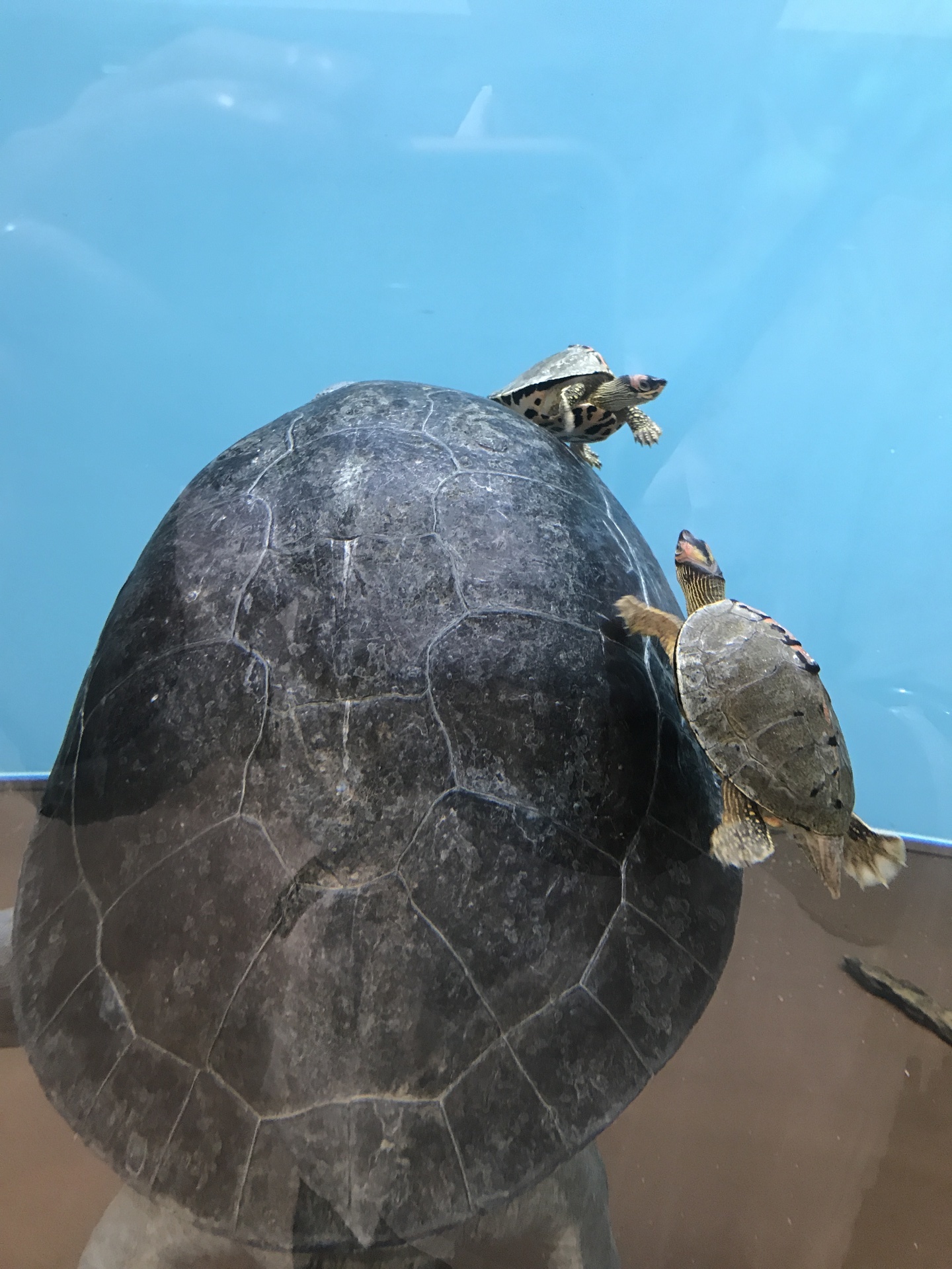 横浜めぐり 野毛山動物園 リクガメパラダイス 略 カメパラ