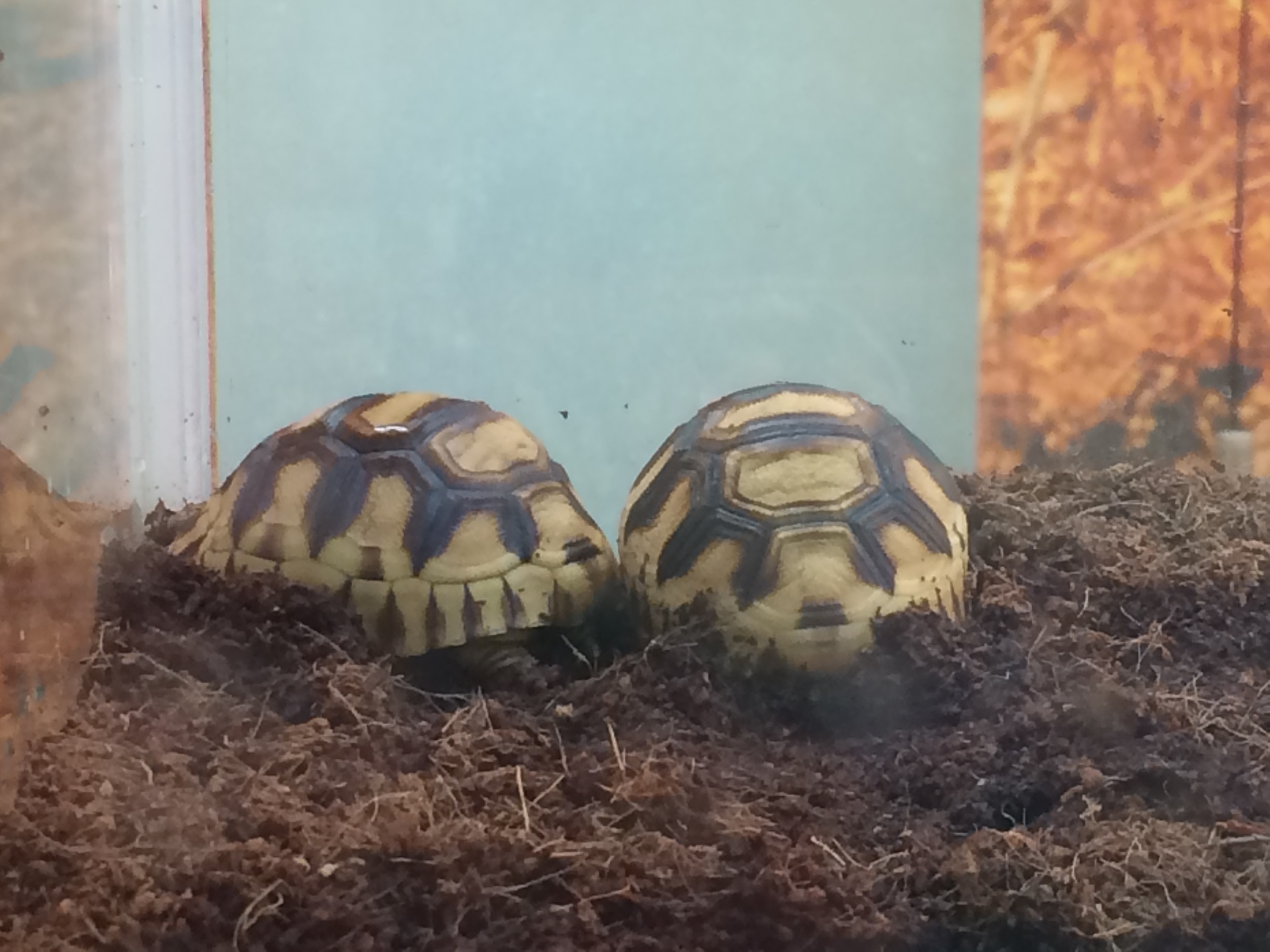 三度 野毛山動物園へ リクガメパラダイス 略 カメパラ